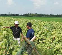 Vi sinh vật Giải pháp cho nền nông nghiệp hữu cơ