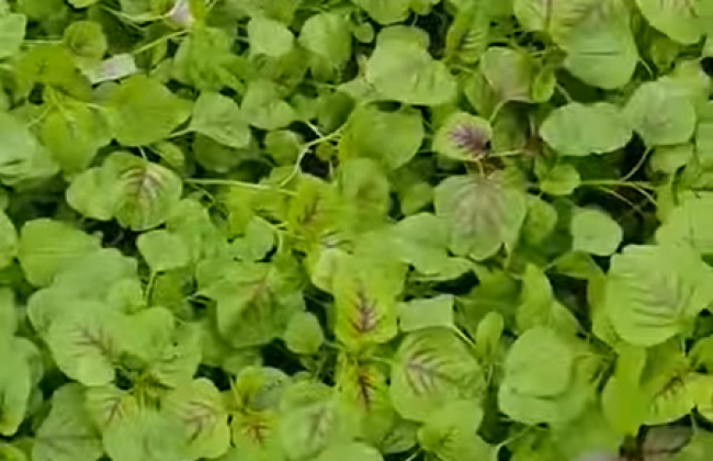 TSBIO với rau tp HCM