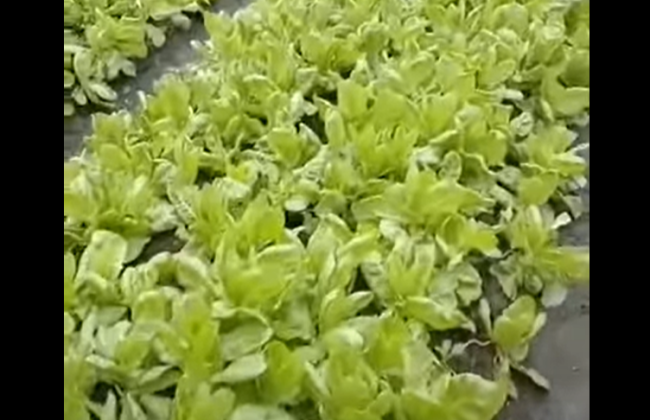 TSBIO với Xà lách mùa mưa !!